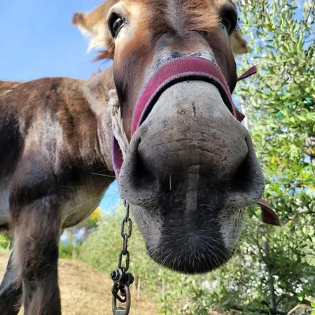 Agriturismo Le Faeta *